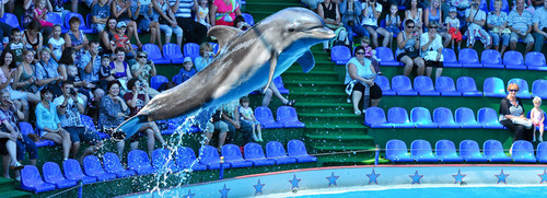 Дельфинарий в Адлере «Акватория»