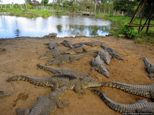 Куба, крокодилы