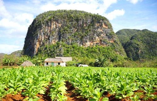 Провинция Пинар-дель-Рио —табачные плантации Кубы