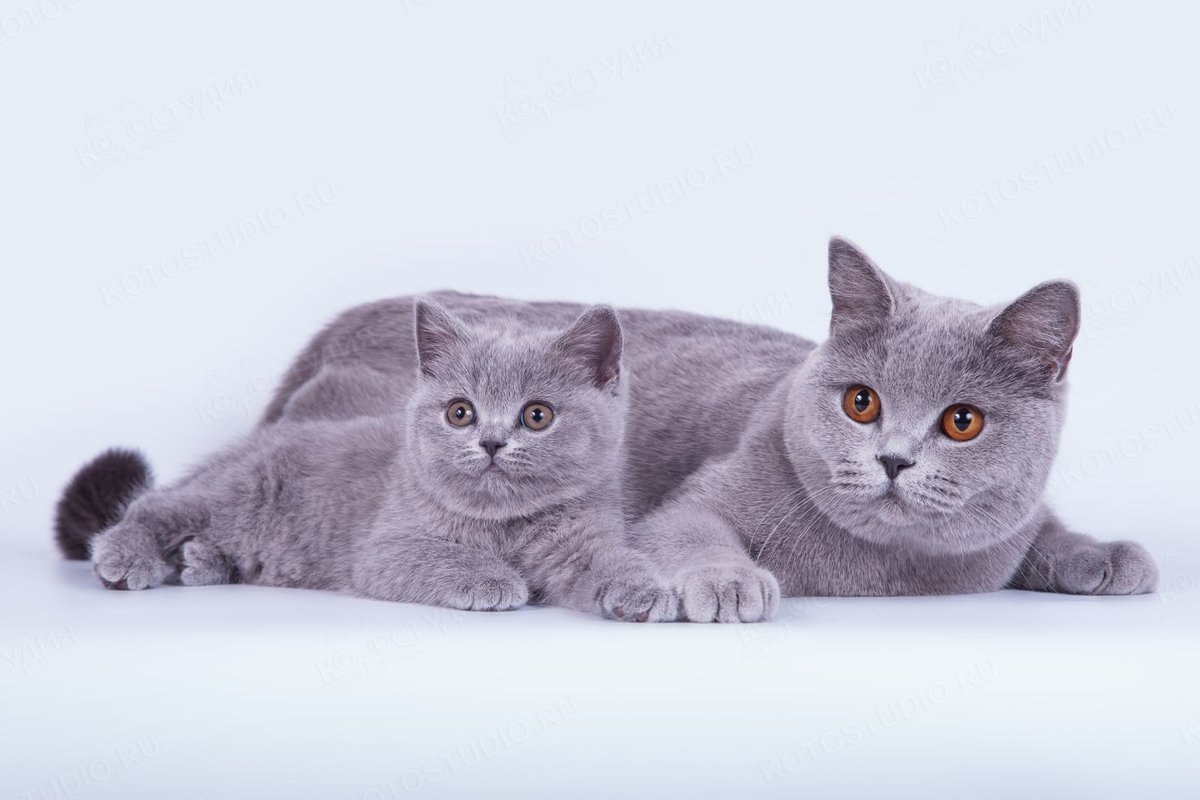 Генетические заболевания кошек: важность...