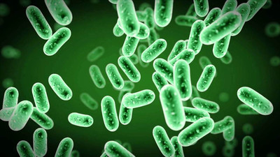 Полезные бактерии - защитники организма человека